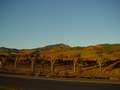  West Coast - Photo Nr: 1023