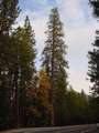  West Coast - Photo Nr: 1040
