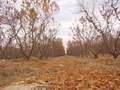  West Coast - Photo Nr: 1054
