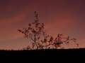 West Coast - Photo Nr: 1097