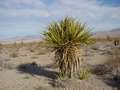  West Coast - Photo Nr: 1100