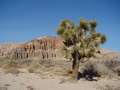  West Coast - Photo Nr: 1237