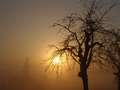  Nebel - Photo Nr: 1008