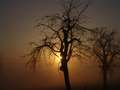  Nebel - Photo Nr: 1009